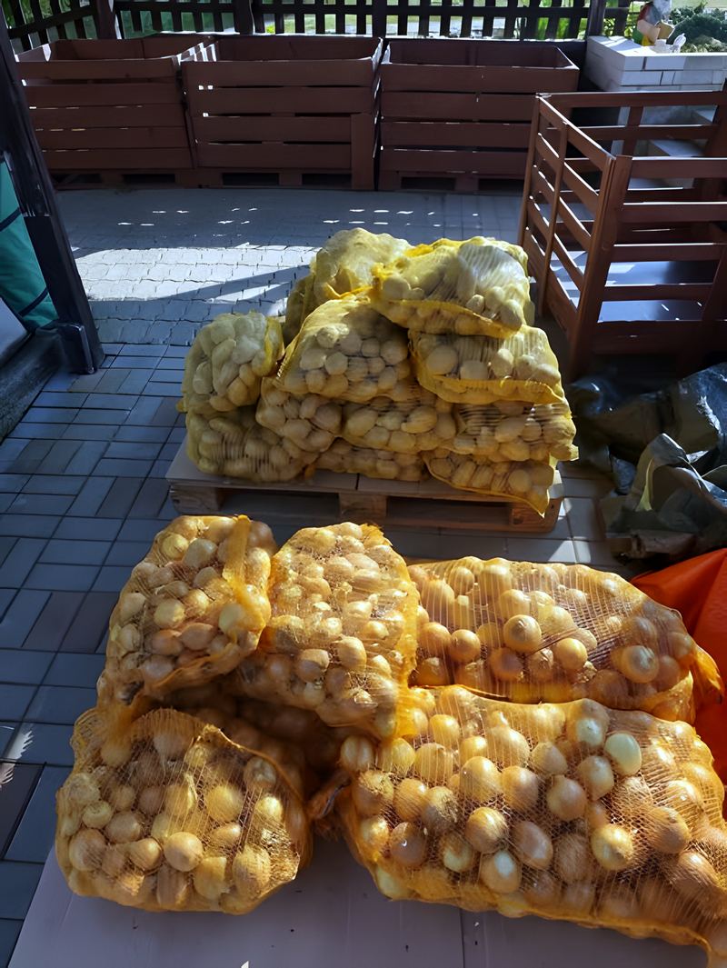 Brambory a cibule v pytlích, podzim 2026
