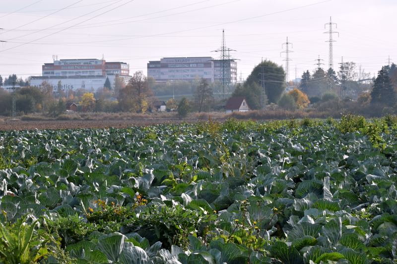 Řádky zelí v odpoledním světle, v pozadí budovy a stožáry